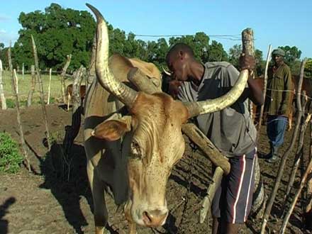 Cow with cattleboy